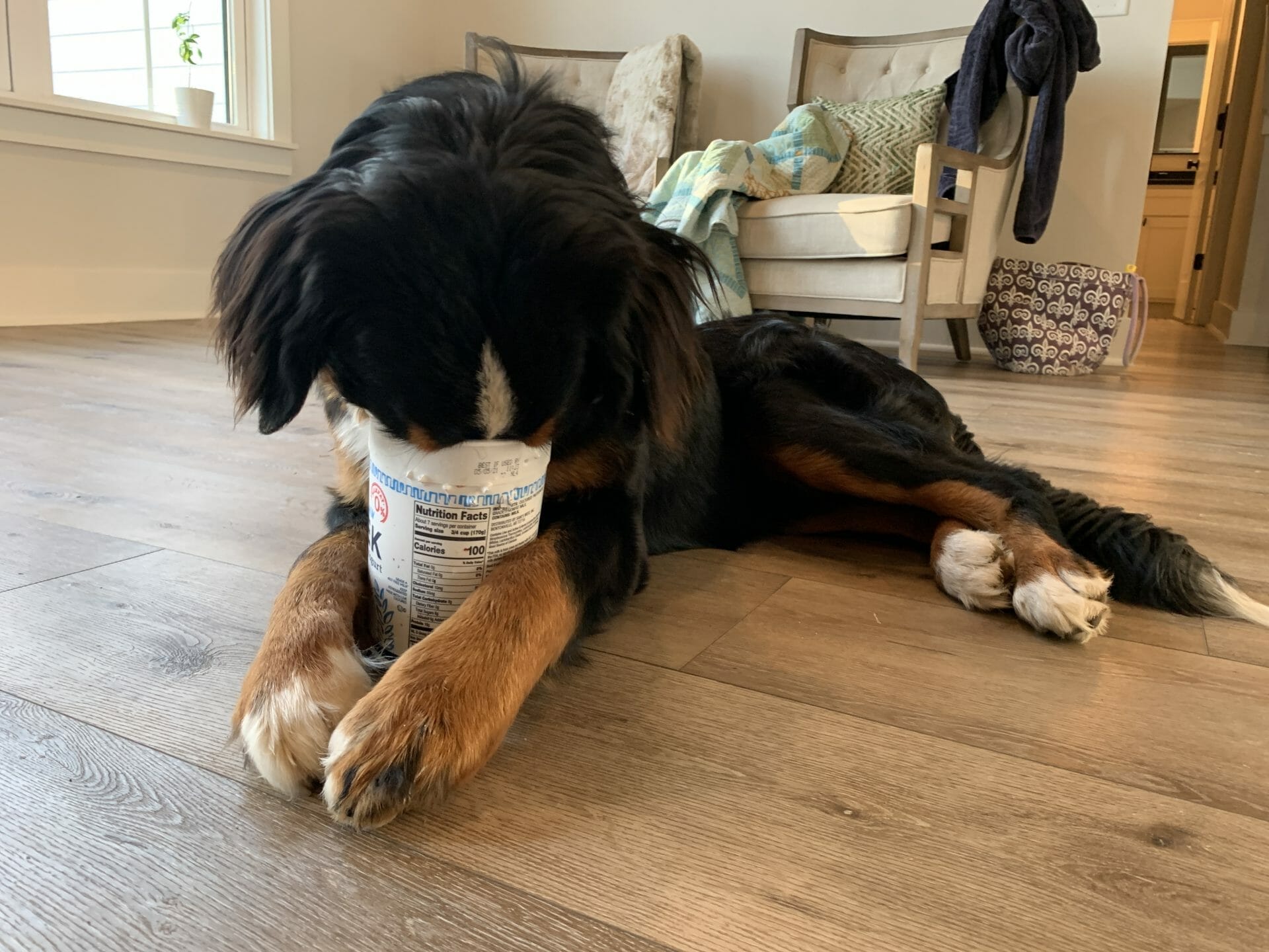 Bernese mountain dog puppy sales feeding