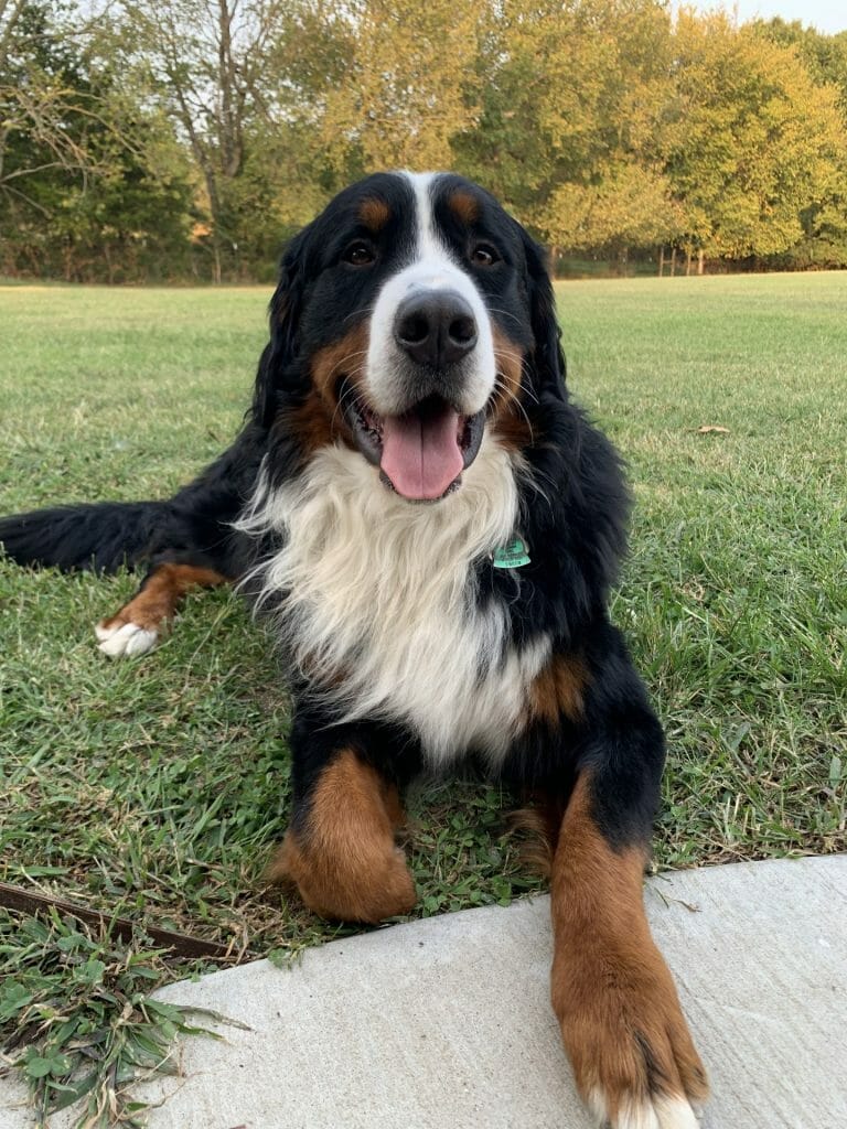 do bernese mountain dogs make good therapy dogs