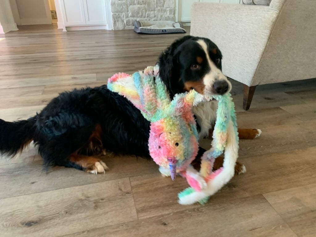 Raising a hot sale bernese mountain dog